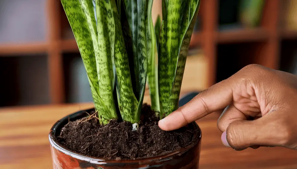 Hand checking soil moisture before watering a Snake Plant